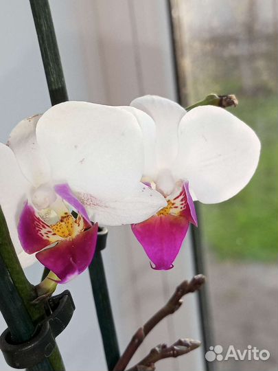 Орхидея миди