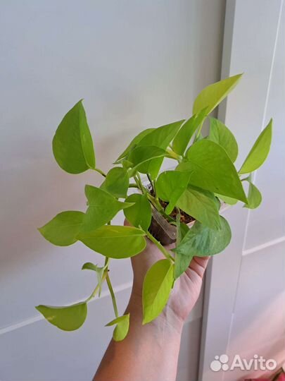 Сциндапсус Мунлайт, эпипремнум Неон