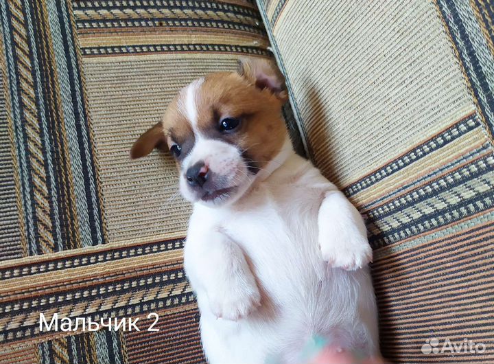 Щенки джек Рассел терьер
