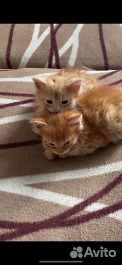 Котята бесплатно