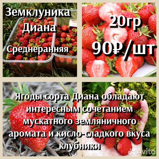 Земклуника Зкс