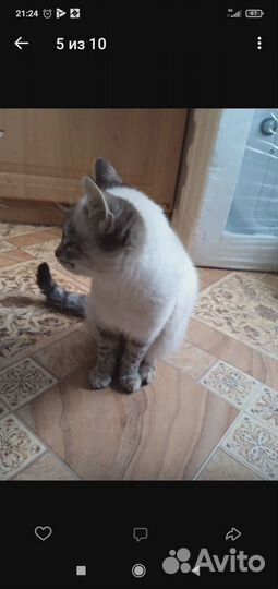 Отдам в добрые руки