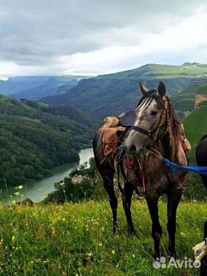 Конные прогулки, туры