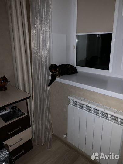 Кошечка в дар