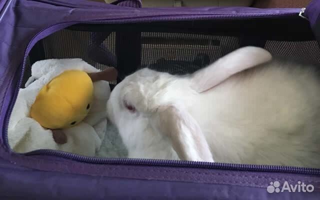 Зоотакси - такси для животных