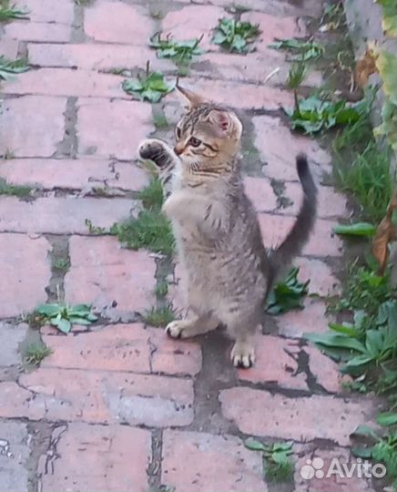 Отдам в хорошие руки котенка