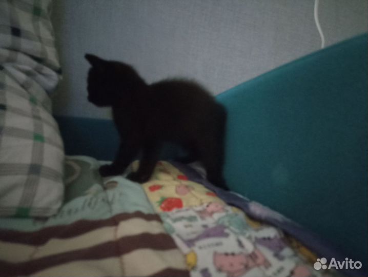 Черный котенок мальчик
