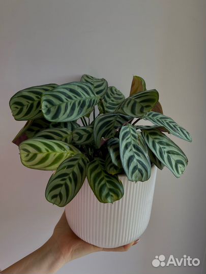 Калатея Ктенанта Бурле-марксии