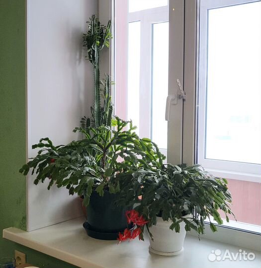 Комнатные растения