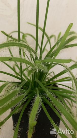 Хищные растения