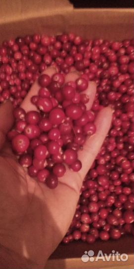 Клюква, брусника