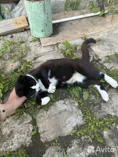 Ласковая кошечка