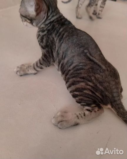 Донской сфинкс