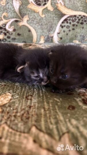 Кошка в дар бесплатно