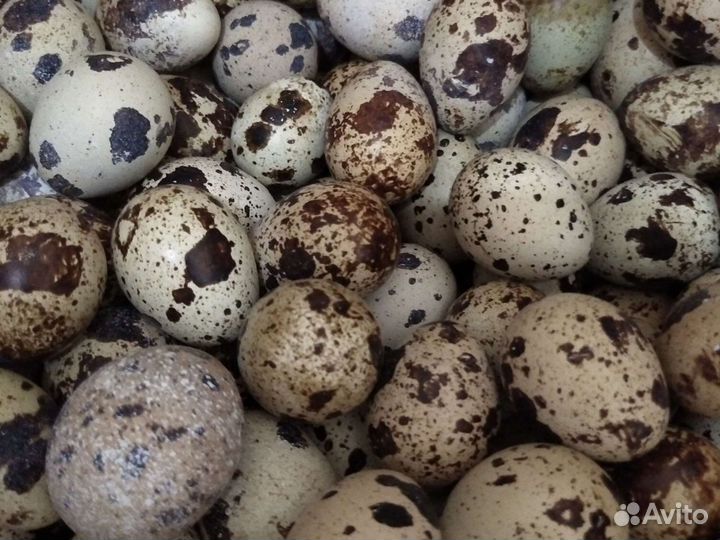 Яйцо инкубационное перепелиное л