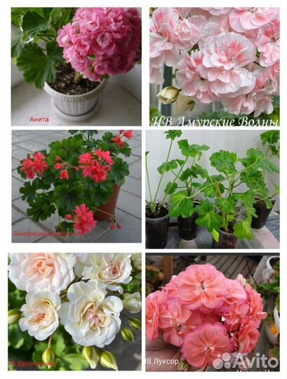 Пеларгония герань сортовая