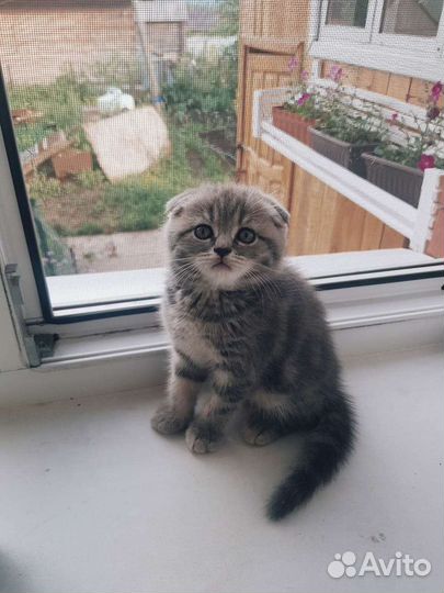 Шотландский кот вязка