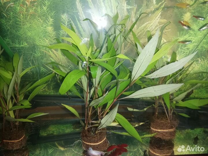 Аквариумный растения, рыбки