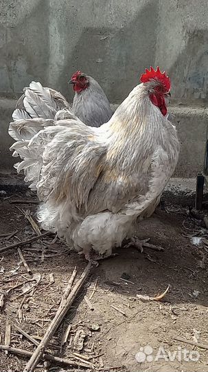 Инкубационное яйцо