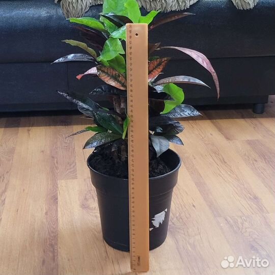 Кротон Миссис Айстон