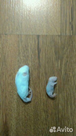 Мыши крысы кормовые взрослые, голыши