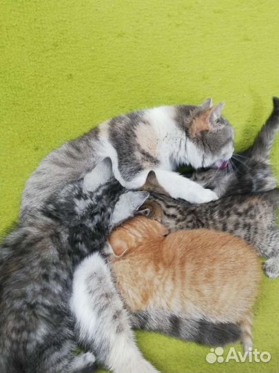 Котята в дар