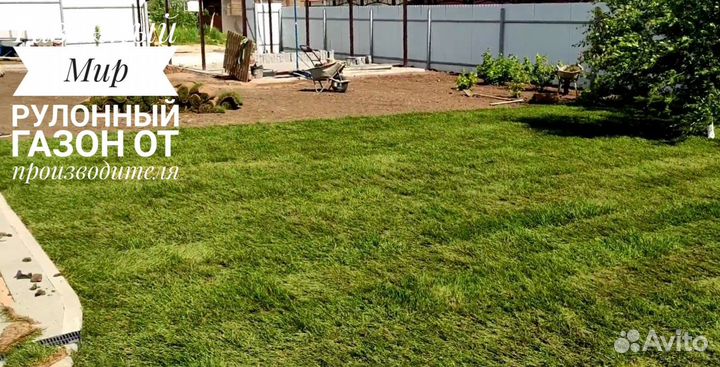 Рулонный газон