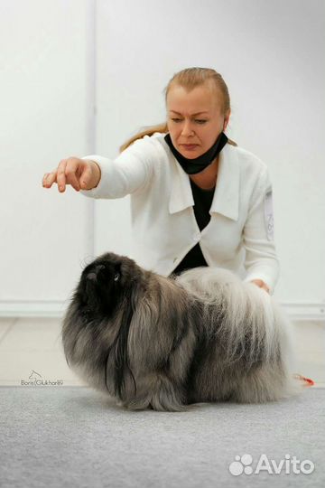 Пекинес/кобель