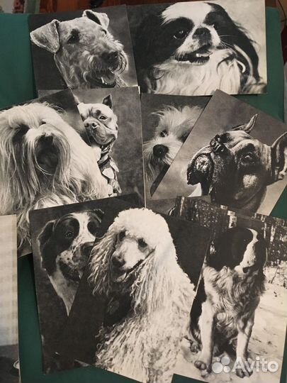 Для коллекционеров. Открытки