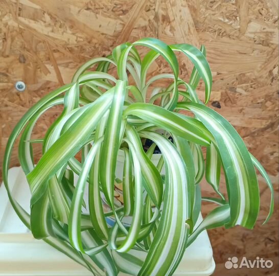 Комнатные растения