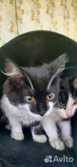 Кошки в добрые руки бесплатно