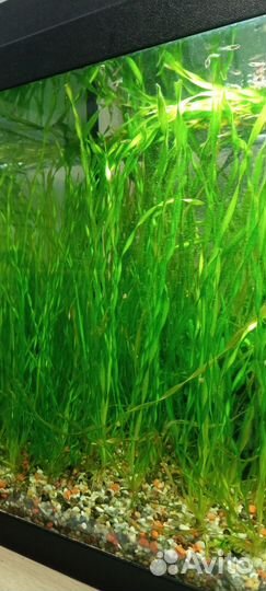 Аквариум с рыбами и растениями 60 л