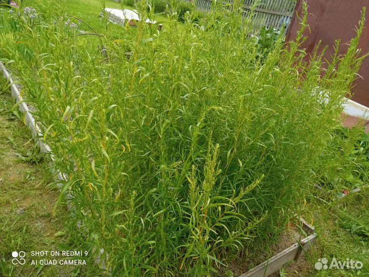 Продам тархун (саженцы и зелень)