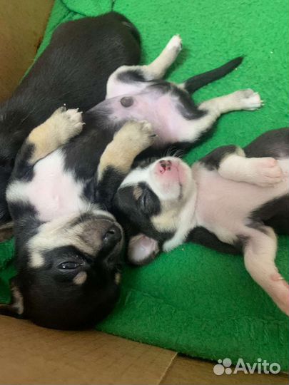 Щеночки чихуахуа триколор