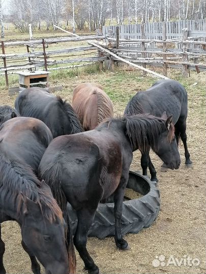 Лошади полторашки