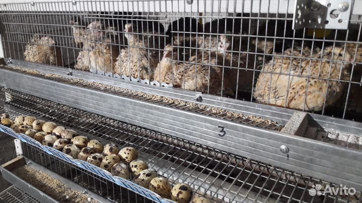 Перепела,инкубационное яйцо,суточные