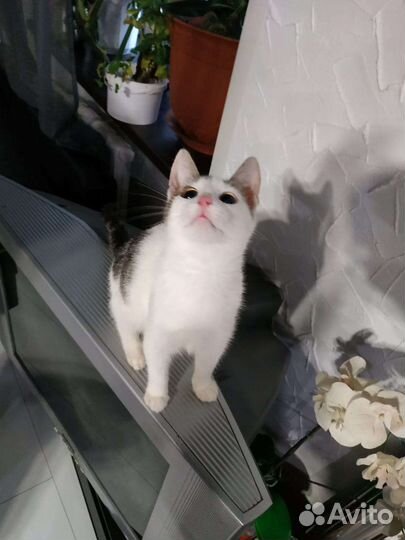 Котенок в добрые руки