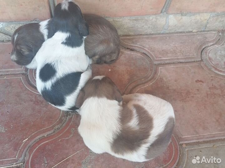 Щенки спаниель