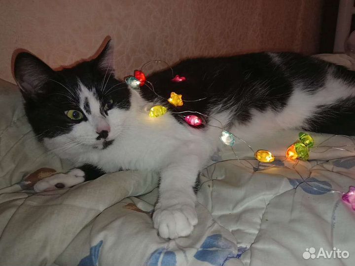 Кошка в дар бесплатно