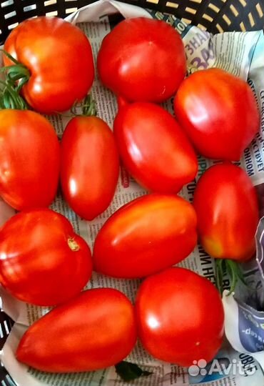 Помидоры