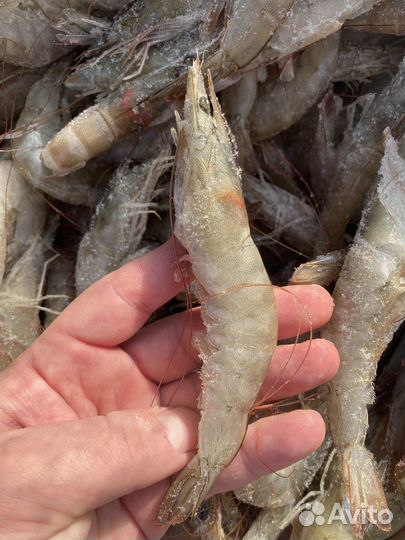 Креветка королевская размер 40-50 штук в 1 кг