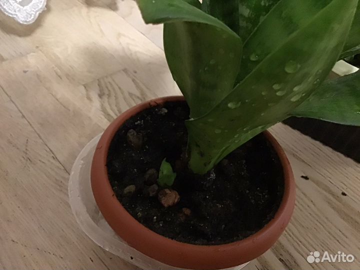 Сансевиерия ханни