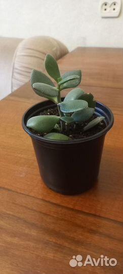 Денежное дерево толстянка крассула