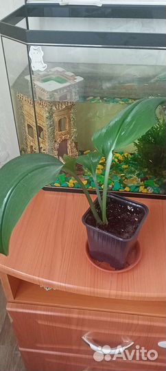 Эухарис амазонская лилия