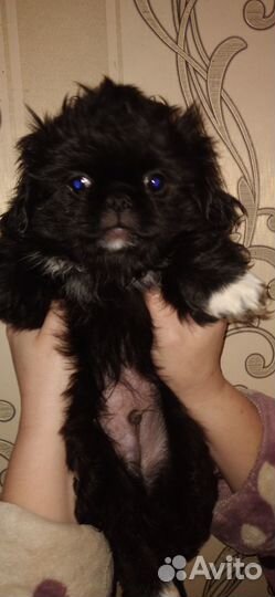 Щенок пекинеса