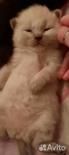 Сиамские котята