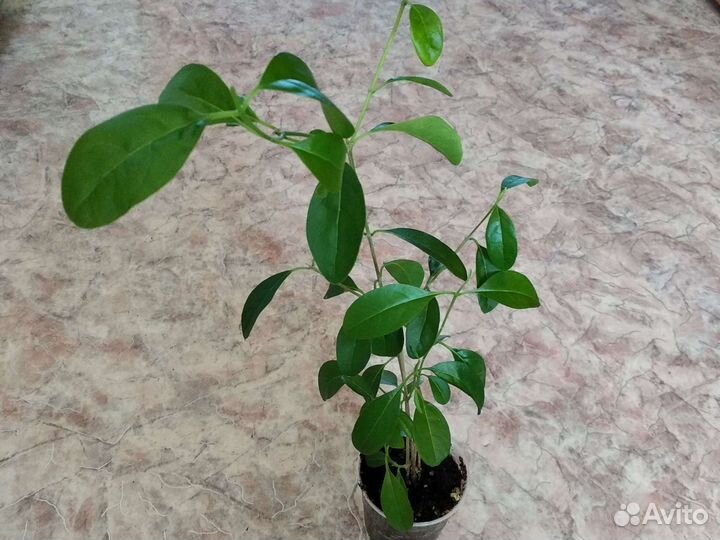 Клеродендрум