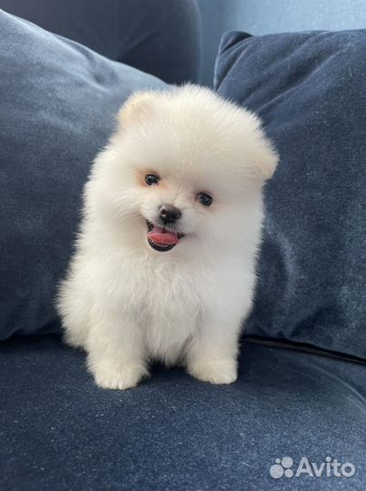 Щенки померанского шпица