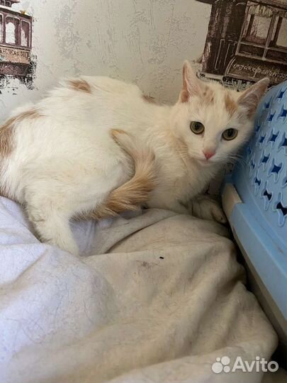 Кошечка чародейка