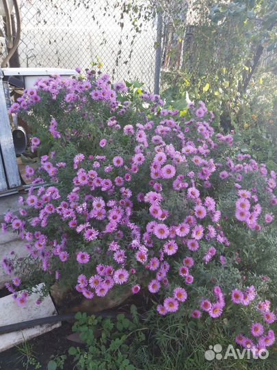 Многолетники